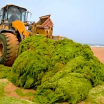 China dealing with massive algae bloom