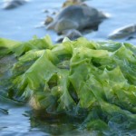 Is Seaweed the Future of Biofuel?