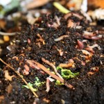 How to get started with vermiculture
